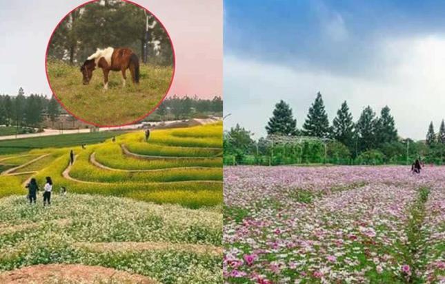 TUẦN LỄ VÀNG CHO KHÁCH HÀNG MUA BIỆT THỰ SINH THÁI PHÙNG - THE PHOENIX GARDEN