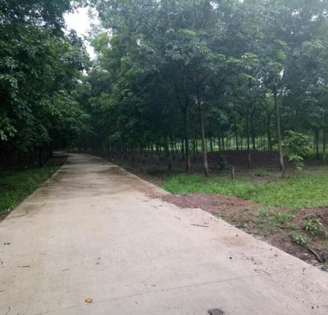 Bán đất Ấp 2 Tân Thành, Đồng Xoài, Bình Phước