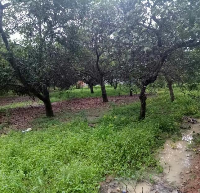 Bán đất Ấp 2 Tân Thành, Đồng Xoài, Bình Phước