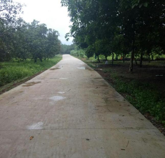 Bán đất Ấp 2 Tân Thành, Đồng Xoài, Bình Phước