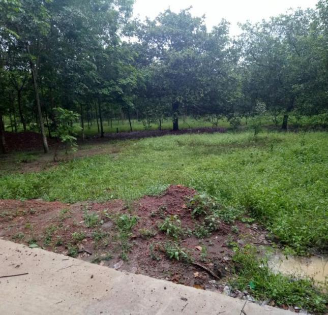 Bán đất Ấp 2 Tân Thành, Đồng Xoài, Bình Phước