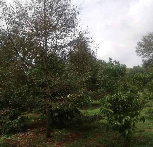 Cần bán 3,700m2 đất đỏ Bazan vườn sầu riêng với bơ, xã Bảo Bình, huyện Cẩm Mỹ
