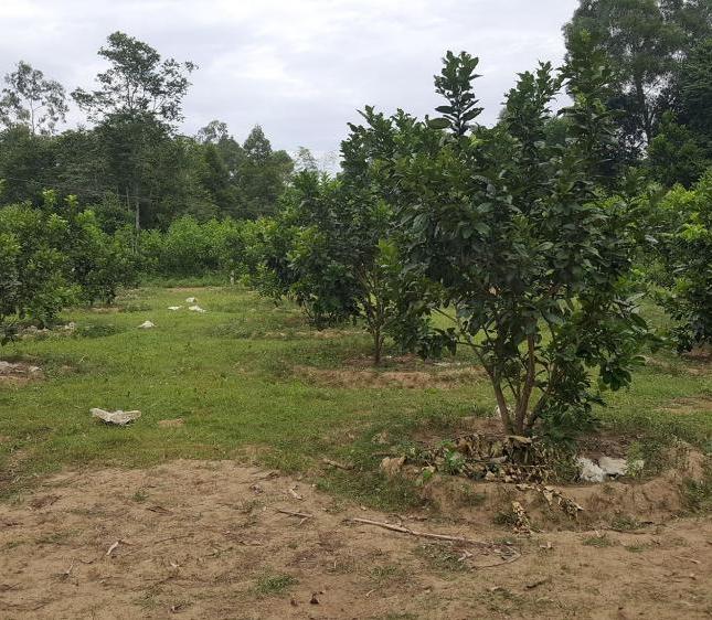 Cần bán đất vườn cây ăn quả Tam Kỳ, Quảng Nam