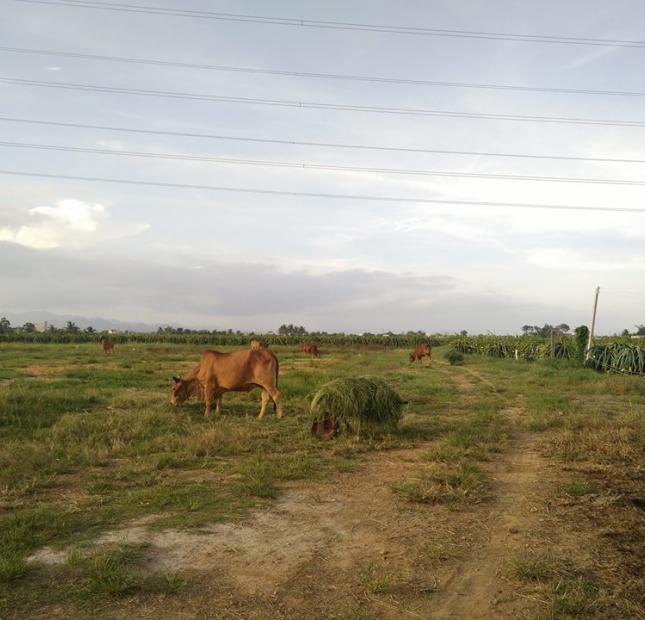 Bán đất đối diện KCN Phan Thiết, xã Hàm Liêm, huyện Hàm Thuận Bắc LH: 0931.645328