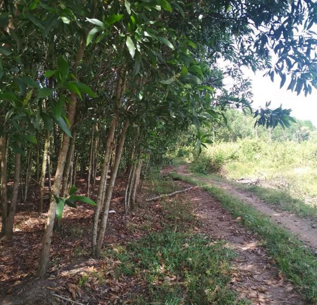 50000m2 đất làm trang trại đang trồng Tràm, xã Xuân Bắc, huyện Xuân Lộc