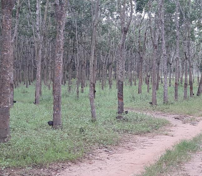 Bán vườn cao su tại Lộc Ninh, Bình Phước diện tích 148 ha, 45 tỷ