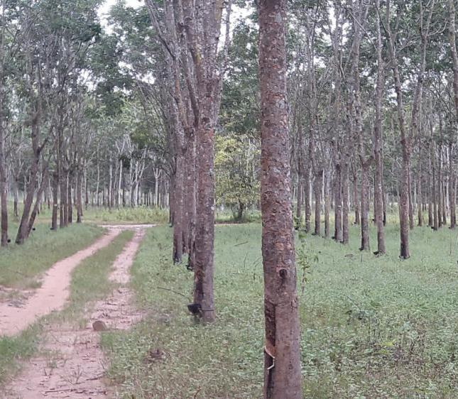Bán vườn cao su 110 ha sổ đỏ chính quy tại Đồng Phú, Bình Phước,121 tỷ. LH 0865860853