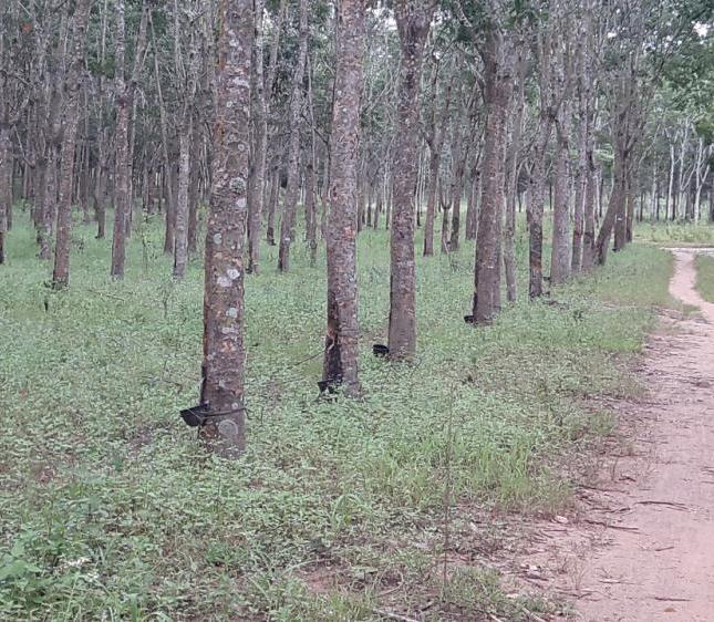 Bán vườn cao su 750 ha tại Cư Jút, Đắk Nông, giá 97 tỷ, LH 0865860853