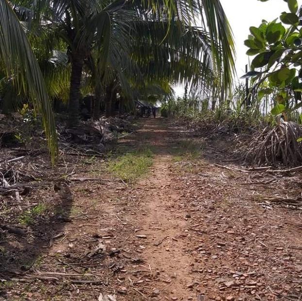 Bán vườn dừa dứa 15.500m2 – có 1.200 gốc dừa đang thu hoạch 40 tr/th, giá 4.1 tỷ