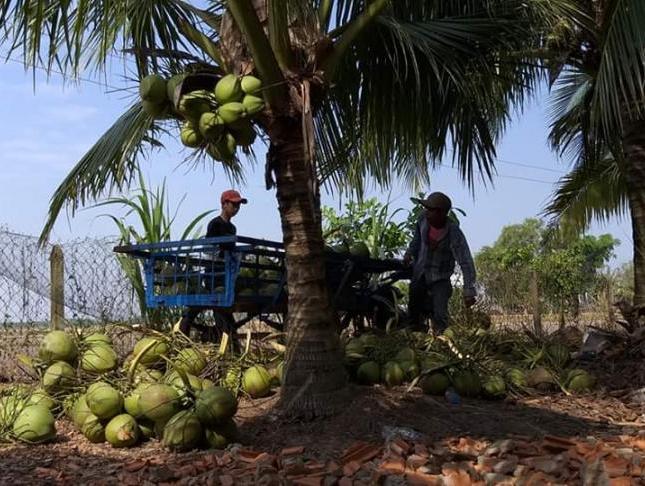 Bán vườn dừa dứa 15.500m2 – có 1.200 gốc dừa đang thu hoạch 40 tr/th, giá 4.1 tỷ