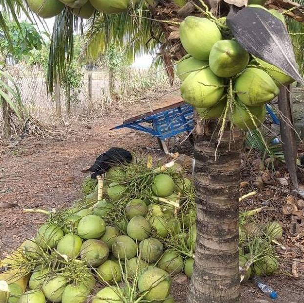 Bán vườn Dừa Dứa 15.500m2, có 1.200 gốc Dừa, đang thu hoạch 40 tr/tháng, 4.1 tỷ