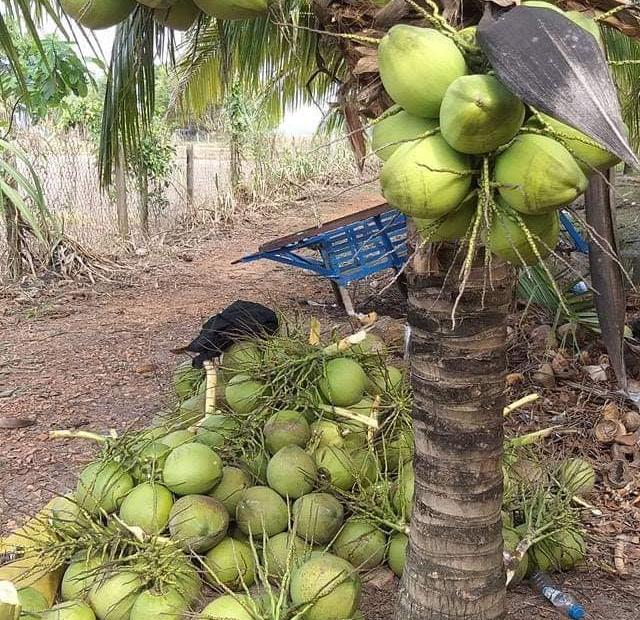 Bán vườn dừa dứa rộng 15500m2, thu nhập 400tr/năm, SHR