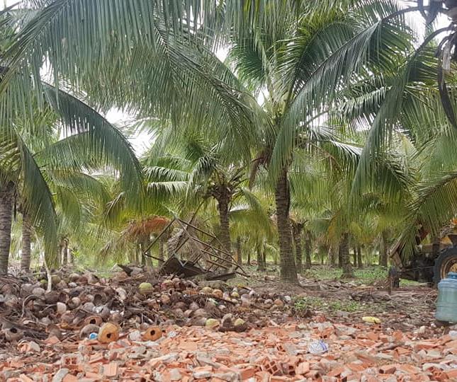 Bán vườn dừa 15.500m2, có 1200 gốc dừa 5 năm tuổi, đường Hương Lộ 2, giá 4.1 tỷ