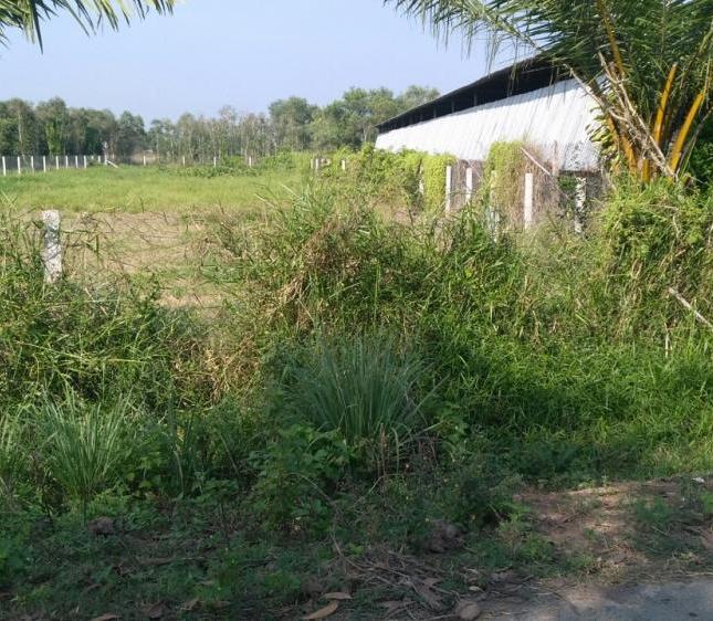 Đất mặt tiền Cây Trôm Mỹ Khánh – Tỉnh Lộ 7 xã Thái Mỹ 500m2 sổ hồng riêng