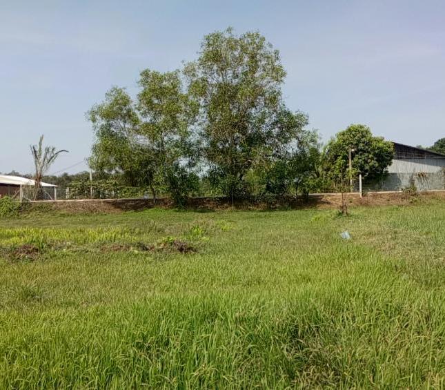 Chính chủ cần bán gấp lô đất vườn mặt tiền đường huyện Thái Mỹ-Củ Chi