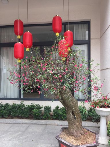 Chính chủ bán gấp nhà vườn trung tâm Thanh Xuân 5 tầng 147m2 phù hợp cho thuê, mở văn phòng