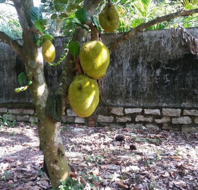 Bán 1 sào đất Long Phước, Long Thành có thổ cư nhà cấp 4, vườn cây ăn trái.