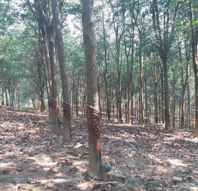 Cần bán 200ha trồng cây cao su đang thu hoạch ở xã Đăng Hà, huyện Bù Đăng, tỉnh Bình Phước