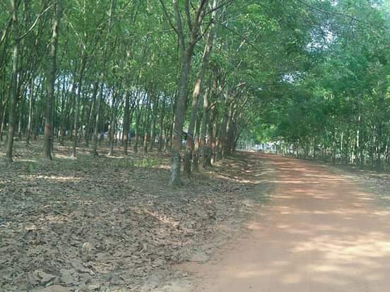 Cần bán 200ha trồng cây cao su đang thu hoạch ở xã Đăng Hà, huyện Bù Đăng, tỉnh Bình Phước