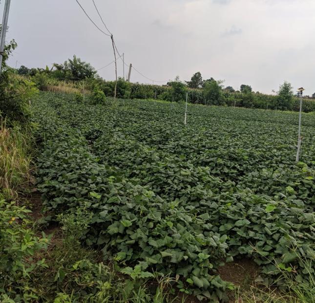 6500m2 đất đang trồng củ sẵn xã xuân tây huyện cẩm mỹ tỉnh đồng nai.