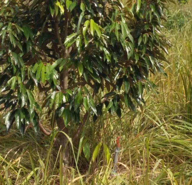80000m2 đất đỏ bazan đã trồng 1000 cây sầu riêng xã hà lâm huyên đạ huoai