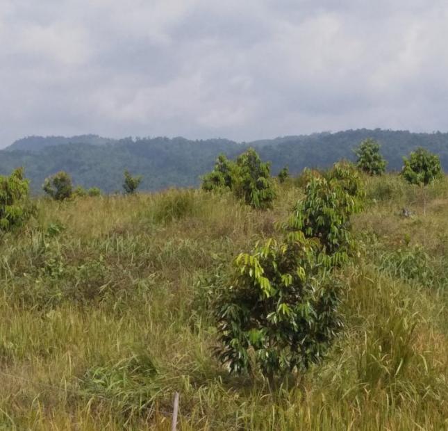 80000m2 đất đỏ bazan đã trồng 1000 cây sầu riêng xã hà lâm huyên đạ huoai