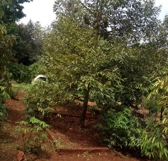 4300m2 vườn sầu riêng thái đang cho thu hoạch xã bảo bình huyện cẩm mỹ