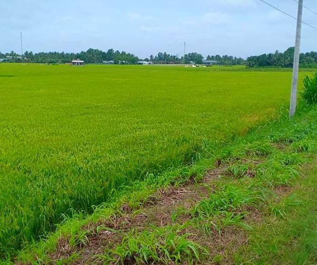 Cần bán đất lúa mặt tiền đường Nguyễn Văn Quá, Châu Thành, Tiền Giang.
