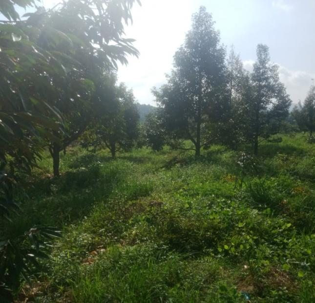 17000m2 vườn sầu riêng thái đang cho thu hoạch huyện tân phú