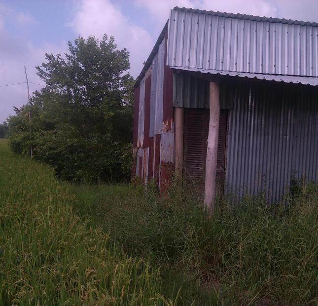 Cho thuê đất hoặc hợp tác làm nông nghiệp tại xã Trường Bình, huyện Cần Giuộc, tỉnh Long An, giá đầu tư