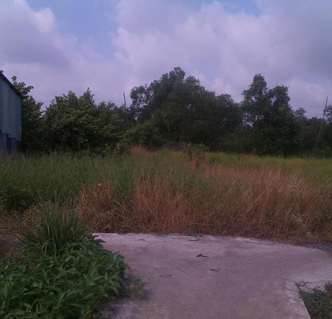 Cho thuê đất hoặc hợp tác làm nông nghiệp tại xã Trường Bình, huyện Cần Giuộc, tỉnh Long An, giá đầu tư