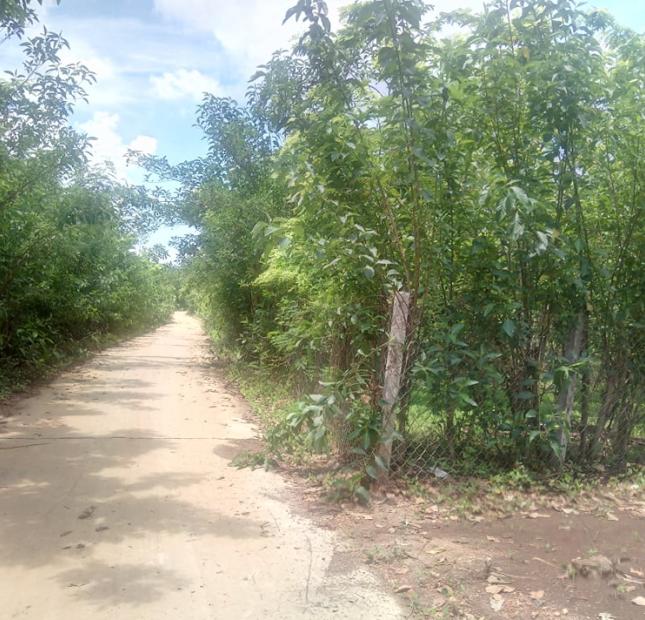 5000m2 vườn cây sưa mặt tiền đường bê tông dài 150m xã xuân tây huyện cẩm mỹ