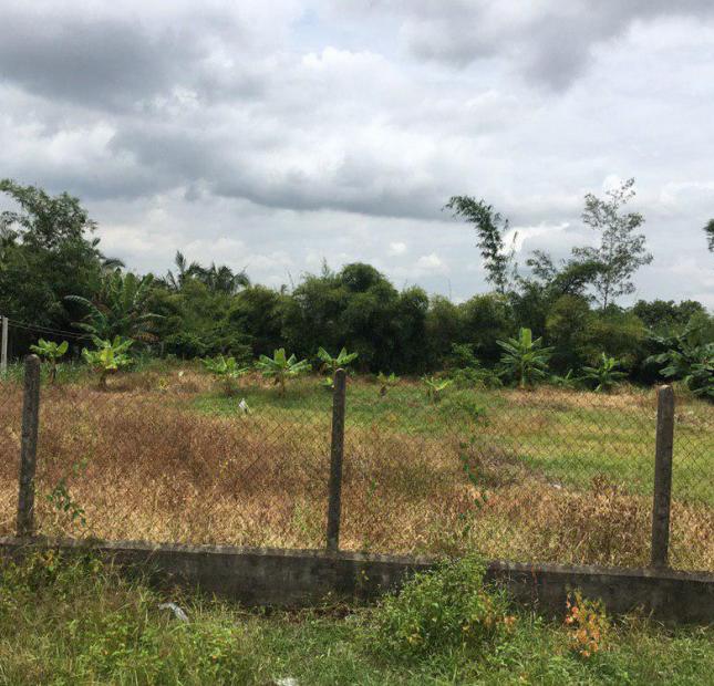 Gia đình cần bán mảnh đất 10x30m tại xã Tiên Thuận, huyện Bến Cầu
