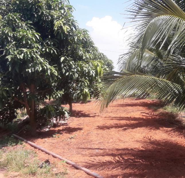 Cần bán gấp vườn thanh long ruột đỏ + dừa dứa đang thu hoạch xã Hàm Kiệm, Hàm Thuận Nam