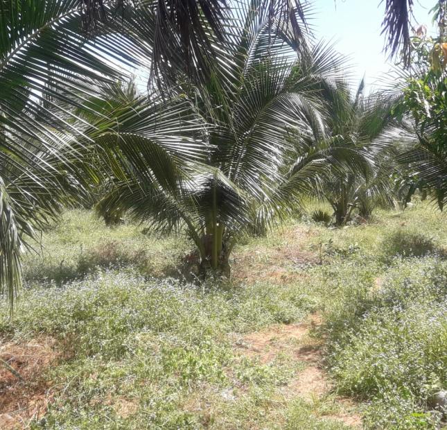 Cần bán gấp vườn thanh long ruột đỏ + dừa dứa đang thu hoạch xã Hàm Kiệm, Hàm Thuận Nam