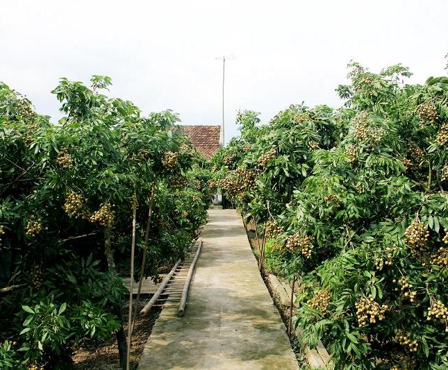 Bán gấp nhà đất trang trại cạnh UBND mới huyện Đồng Hỷ, DT 3851m2, giá nhỉnh 4 tỷ.