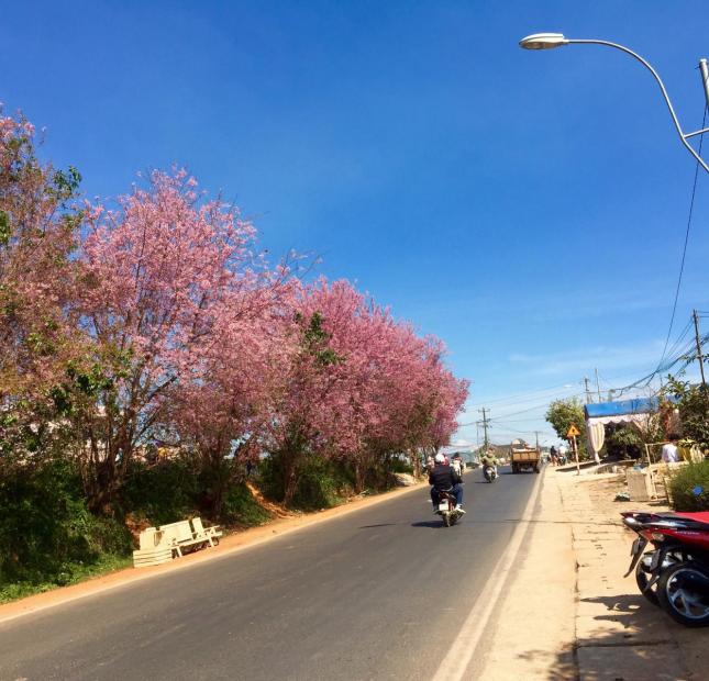 Cần bán lô đất giá rẻ tại đường Mai Anh Đào, thích hợp cho các nhà đầu tư nhỏ, phường 8, Đà Lạt 