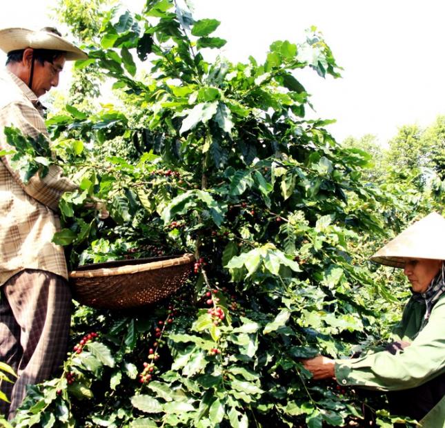 Bán rẫy cà phê tại Đức Trọng, Lâm Đồng 1,2ha – Chỉ 2,4 tỷ
