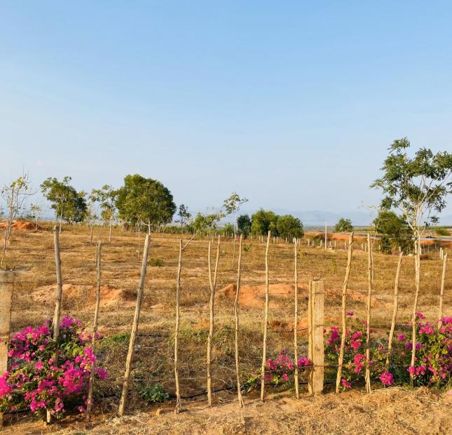 Bán đất nông nghiệp Bình Thuận chỉ 65k/m2 sổ riêng sang sổ ngay Lh 0938677909