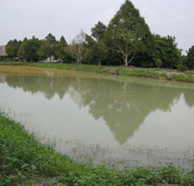 Gia đình tôi cần bán gấp vườn ao nuôi cá 3000m2 thôn Nhân Lễ, xã Đồng Lạc, Nam Sách, Hải Dương.