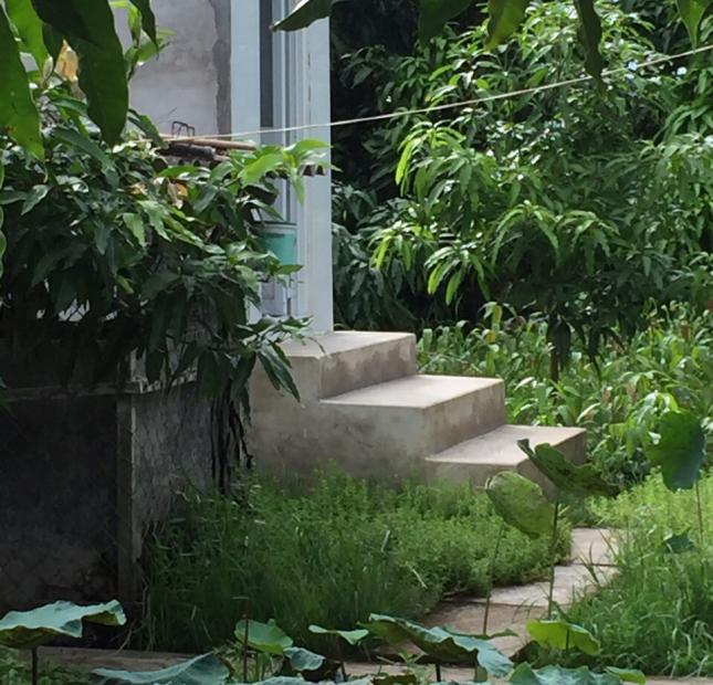 Cần bán gấp vườn xoài diện tích 15000m2 xã Mỹ Hội, Cao Lãnh,  Đồng Tháp