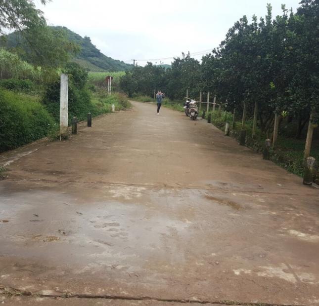 Bán đất tặng trang trại “Bưởi” Lô 22668m, có 1000m thổ cư tại Cao Phong 