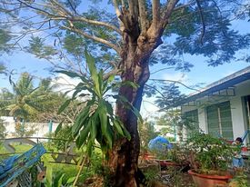 Cần bán nhà mặt tiền Trần Hưng Đạo, 9000m2, ngang 68m, phường 5, TP Cà Mau, giá 65 tỷ