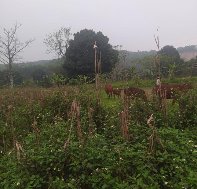 Bán đất tại Lương Sơn,Hòa Bình 7000m2, giá 8 tỷ