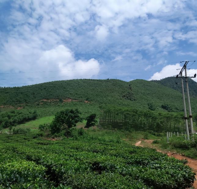 Đất rừng Thanh Sơn, Phú Thọ 180ha, giá 42 tỷ