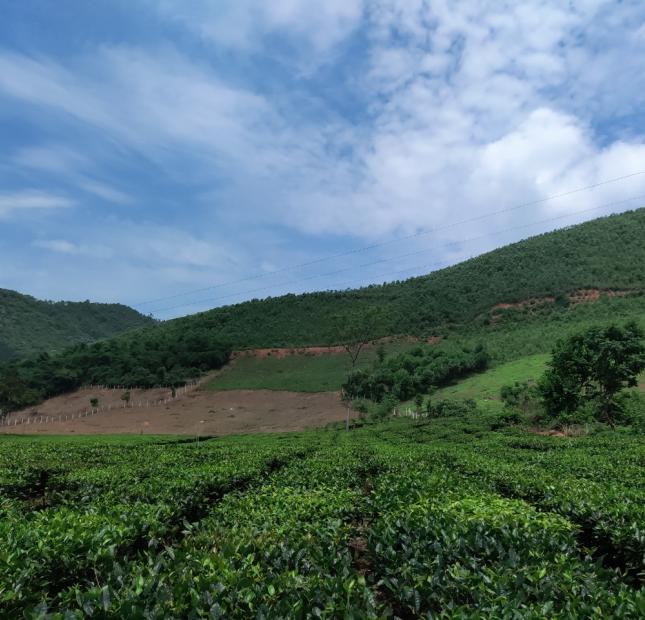 Đất rừng Thanh Sơn, Phú Thọ 180ha, giá 42 tỷ