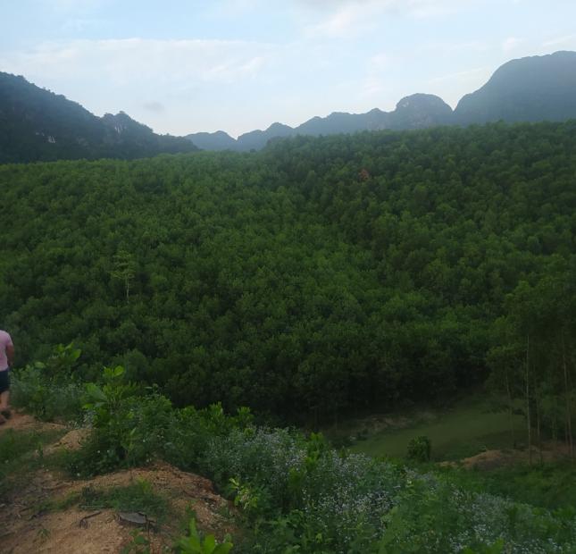 Đấ rừng sản xuất Lương Sơn, Hòa Bình 20ha, giá 8 tỷ