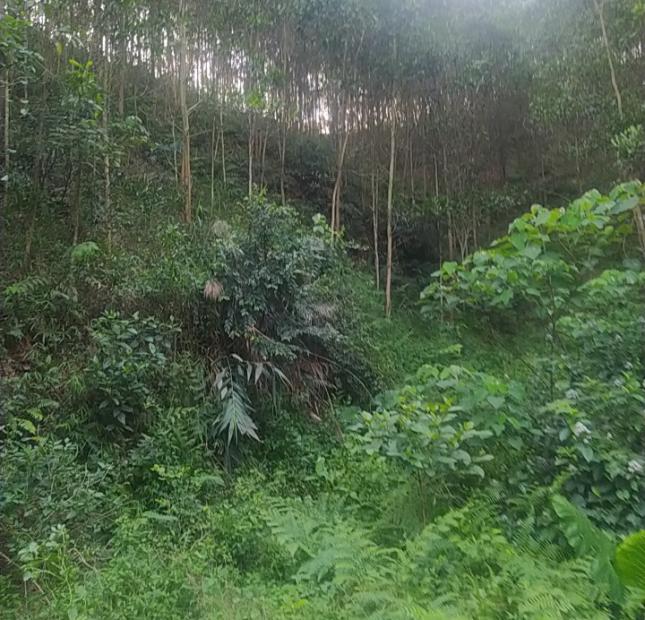 Đấ rừng sản xuất Lương Sơn, Hòa Bình 20ha, giá 8 tỷ