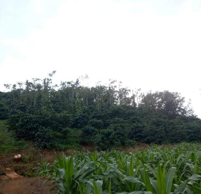 Cần bán 1,8ha đất cafe, vừa trồng 200 mac ca ở huyện Tuy Đức, Đắk Nông