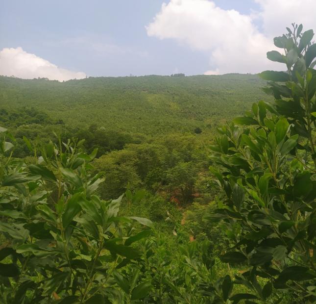Đất rừng Thanh Sơn, Phú Thọ 200ha, giá 16 tỷ